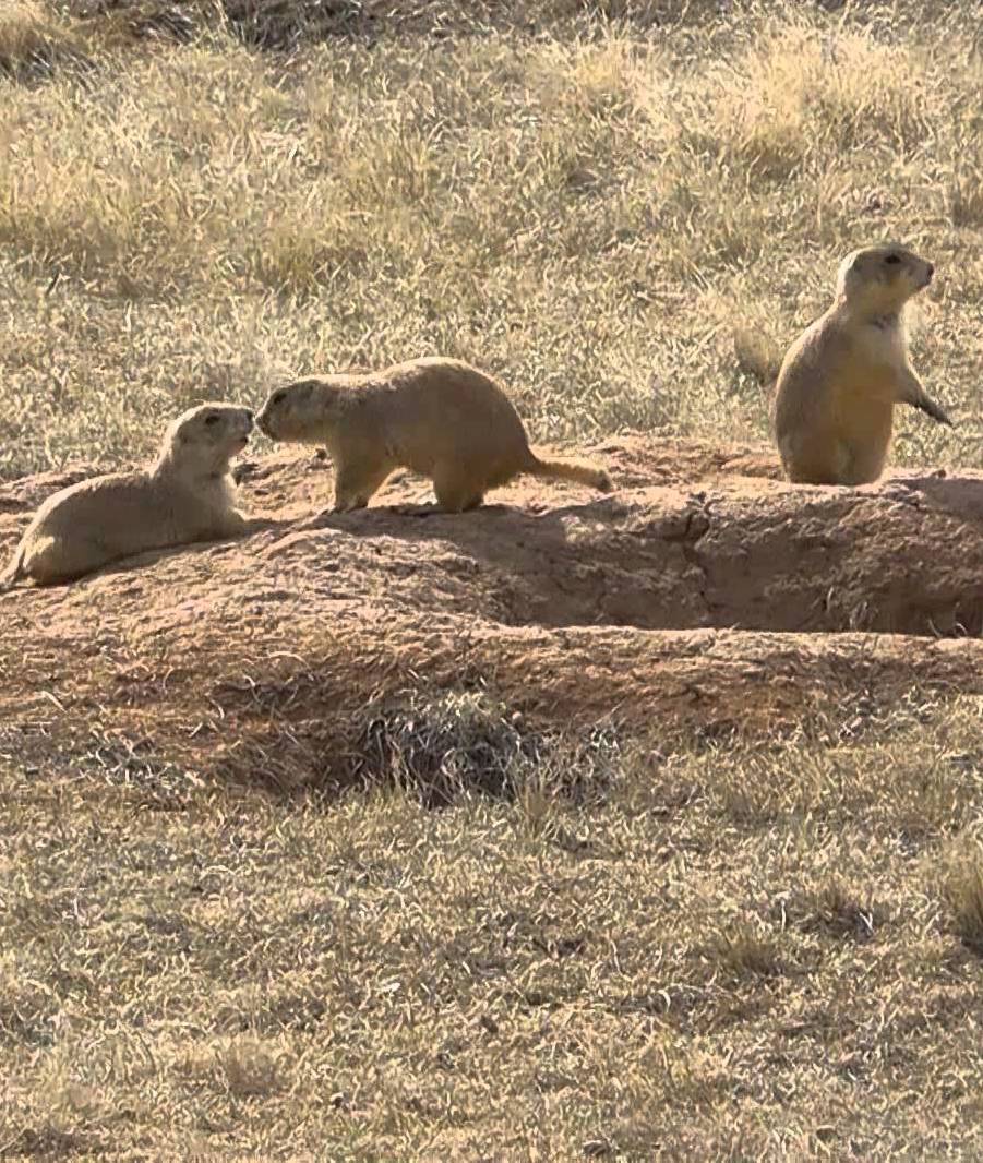 Family of Prairie Dogs | Life Insurance in Texas | Hettler Insurance Agency, Lubbock Insurance, Texas